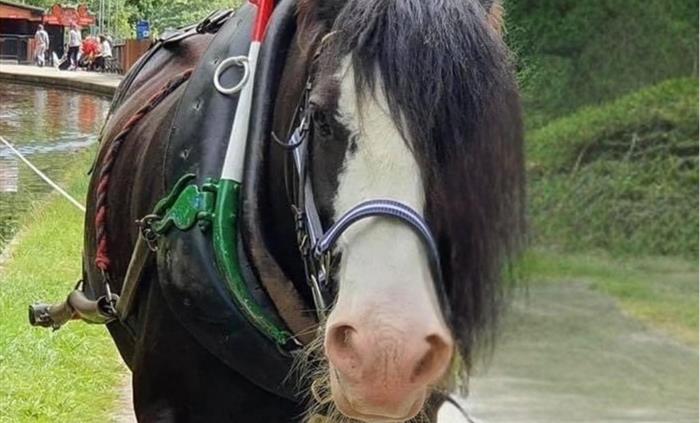 A view of Llangollen Wharf's Majestic Horse Harley as he gently pulls one of our boats a long the Llangollen Canal.